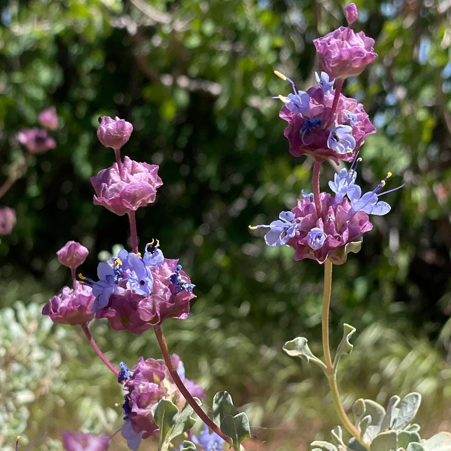 April Flowers